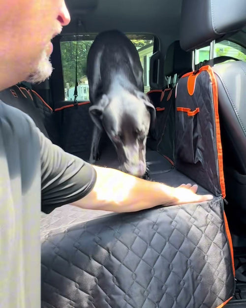 Dog stepping onto the PUPDECK hammock
